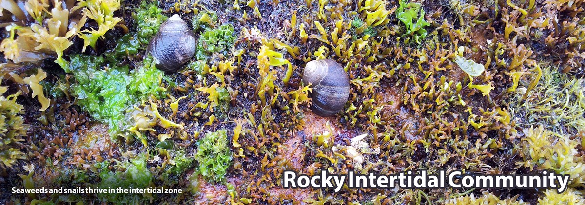 Close-up view of green seaweed patch that has several snails mixed in with it. Close-up view of green seaweed patch that has several snails mixed in with it.