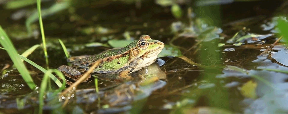 A frog sits in a freshwater wetland