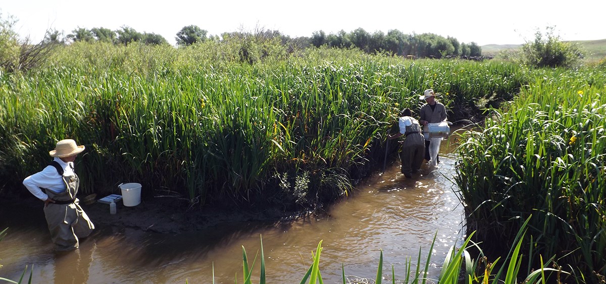 Three biologists with buckets and equipment wading in a large stream lined by tall grass