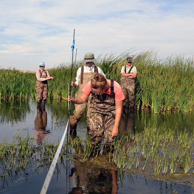 Four scientists wading in water to look at plants
