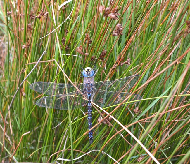 bright blue and black dragonfly sits with wings outstretched on a patch of green rushes