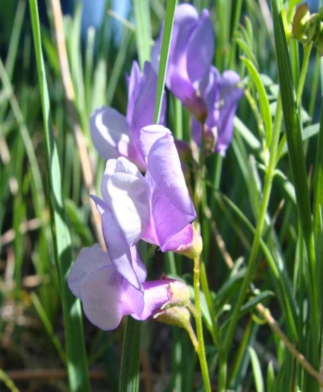Closeup of pale purple flowers on a single stem with grass in the background