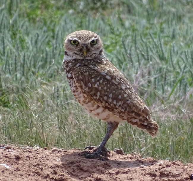 an owl standing on the ground with big yellow eyes