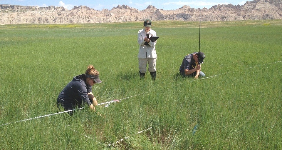 Plant community monitoring at Badlands NP A woman standing and writing on a clipboard while two other people crouch in the grass looking at plants within a square frame on the ground.