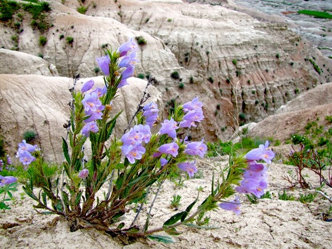 close up of a lone multi stemmed plant with purple flowers, sitting on a bare rocky outcrop
