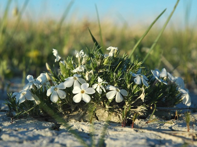 close up of a small plant growing in a dome shape with thin narrow leaves and small white flowers. in a sand dune