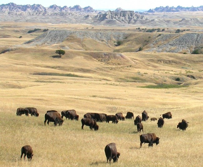 landscape of grasslands and hills in background with many bison grazing in the foreground