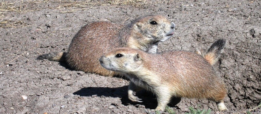 Two prairie dogs crouched together in the sun Two prairie dogs crouched together in the sun