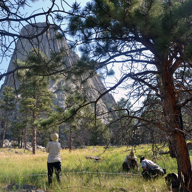 Three biologists record plants along a measuring tape in a grassy area with pine trees and a stone tower in the background