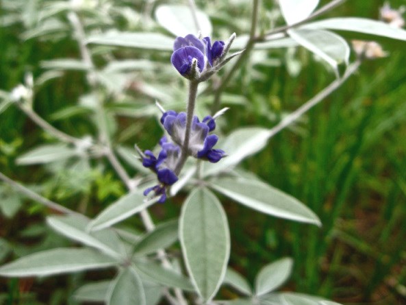 close up of a plant with slender silver green leaves and vivid purple flower