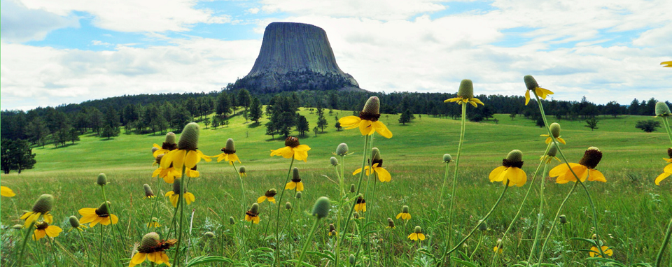 grassland with tall yellow flowers with cone shaped middles. In the background is devils tower rock