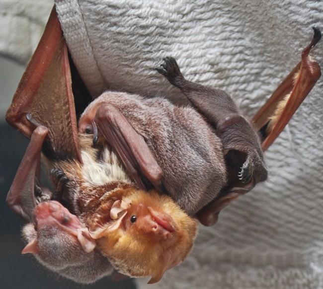 A redish brown bat hangs upside down while two grey baby bats cling to her fur