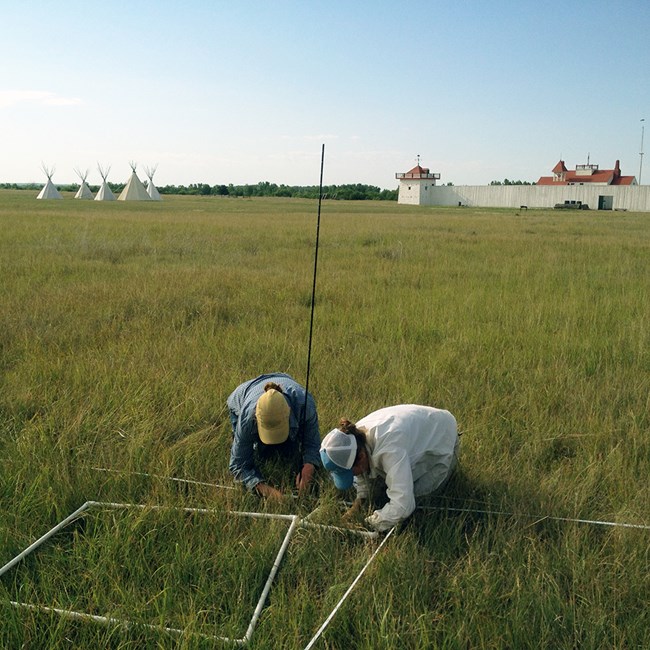 Plant community monitoring Two biologists crouching in the grass counting plants with a white fort and teepees in the background
