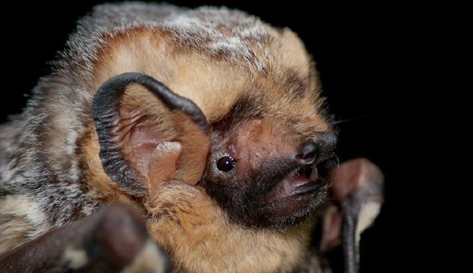 Hoary bats are really fluffy Close up of a extremely fluffy bats head