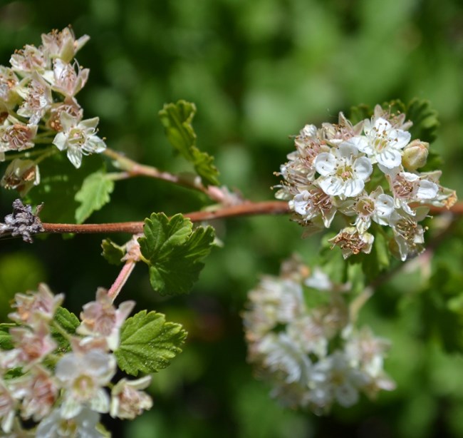 three clusters of delicate blossom flowers on a twig