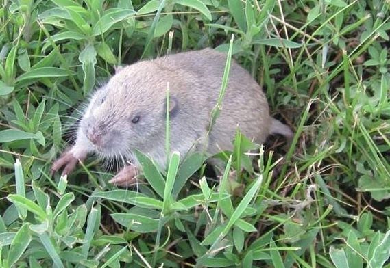 a pocket gopher sits on the grass outside a burrow.. His big feet are clearly visible