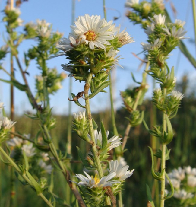 white flowers with many small oval petals and a yellow center growing up green leafy stems