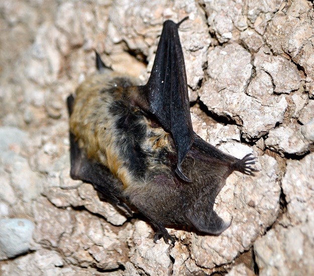 small bat clings to the side of a crumbly rock face