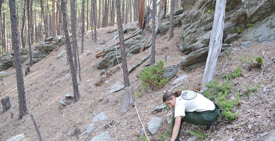 one woman crouches on the forest floor holding the end of a measuring tape that snakes between the trees into the distance
