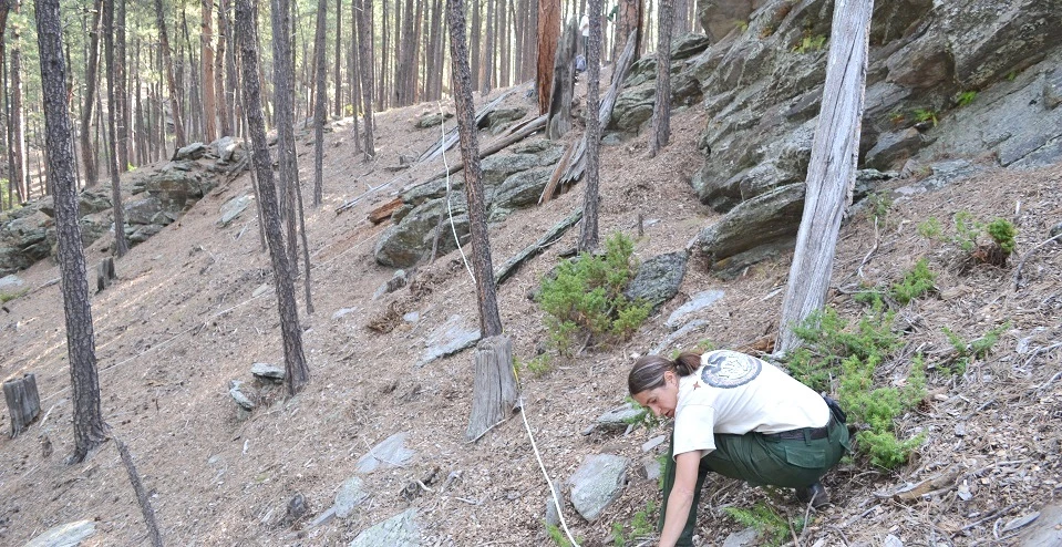 plant community monitoring one woman crouches on the forest floor holding the end of a measuring tape that snakes between the trees into the distance