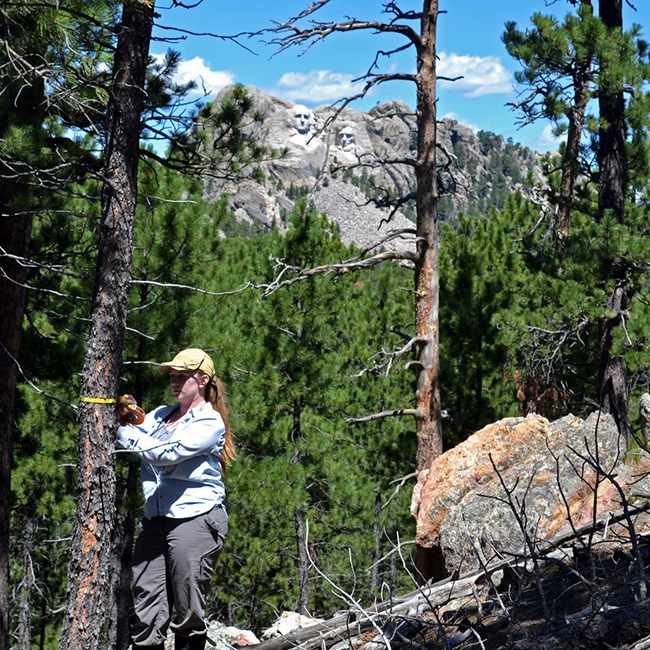 Pine forest community monitoring NPS staff member measuring the diameter of a tree trunk in pine forests with Mount Rushmore sculptures in the background