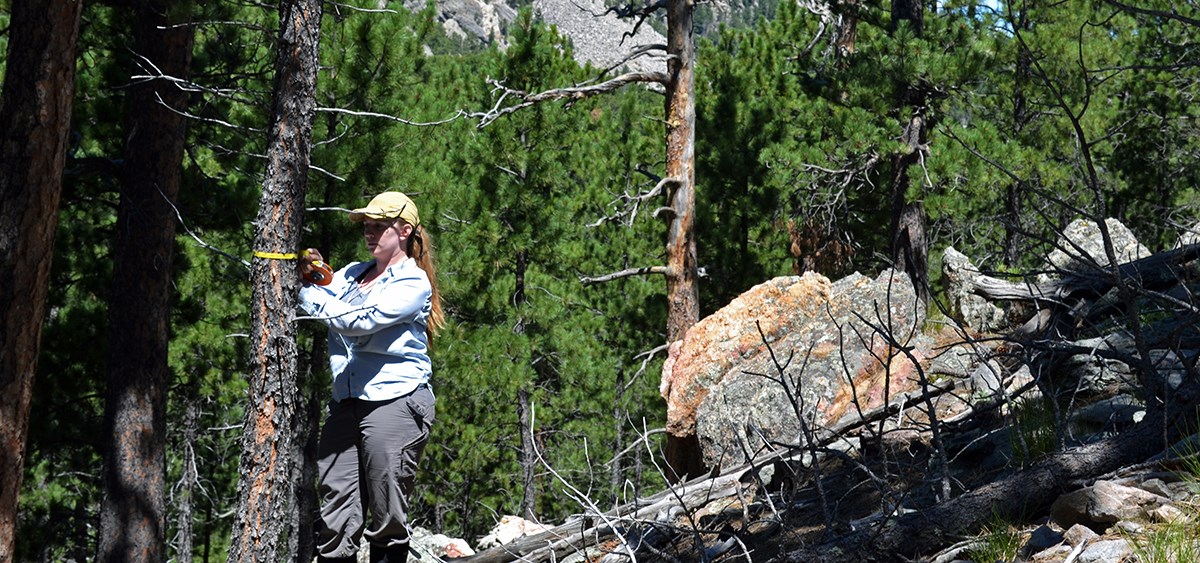 A researcher measuring the diameter of a tree with a measuring tape in a forest