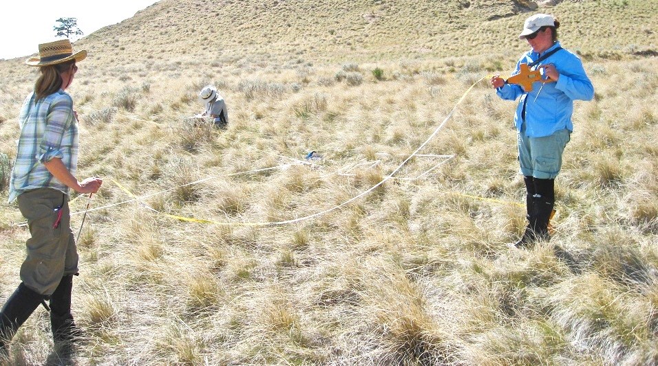 two women setting out a measuring tape in the grassland, while another is crouched down in the grass recording on a clipboard