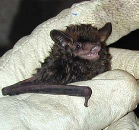 Silver-haired bat A gloved hand gently holds a bat