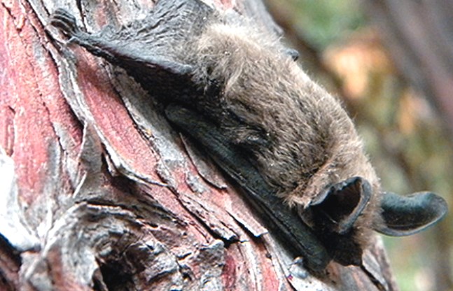 a bat rests upside-down on a tree trunk