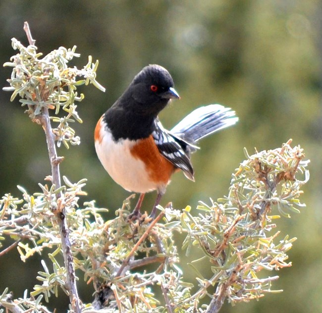 a striking black white and russet bird with red eyes perches on a bush