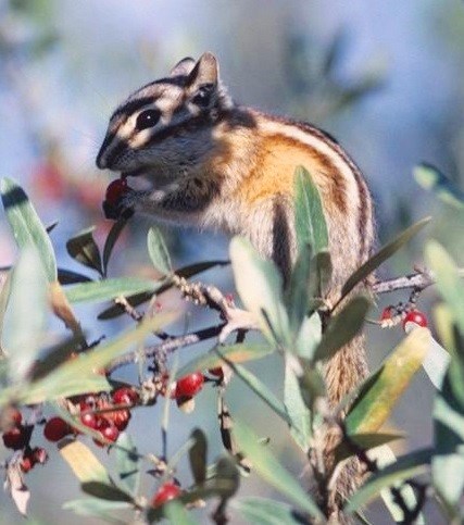 chipmunk eating a berry while perched on a twig that has green leaves and red berries