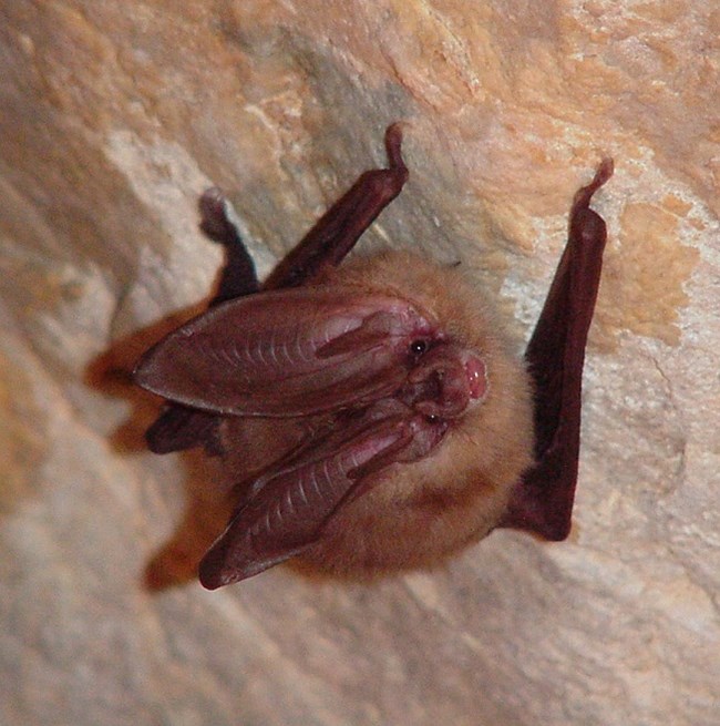 Townsends big-eared Bat A bat with extremely long ears clings to a cave wall