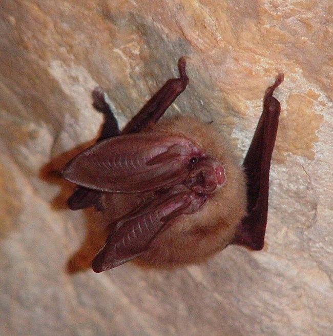 A bat with extremely long ears clings to a cave wall