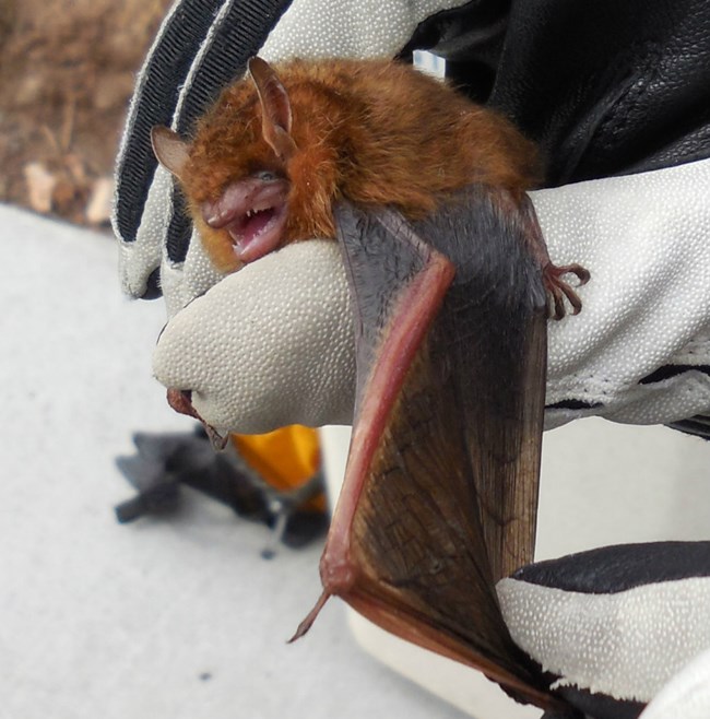 Tri coloured bat gloved hands gently hold a fluffy chestnut coloreed bat, and stretch one of its wings out