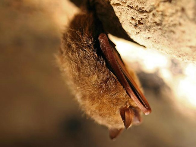 side view of a small light brown bat hanging upside down from a cave ceiling