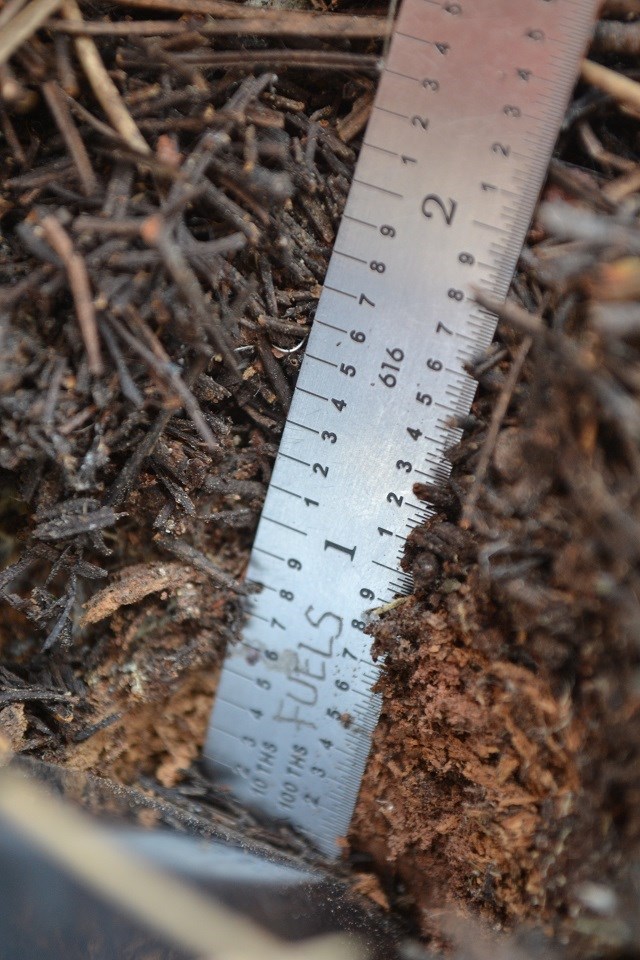 close up of metal ruler pushed into soft leaf litter