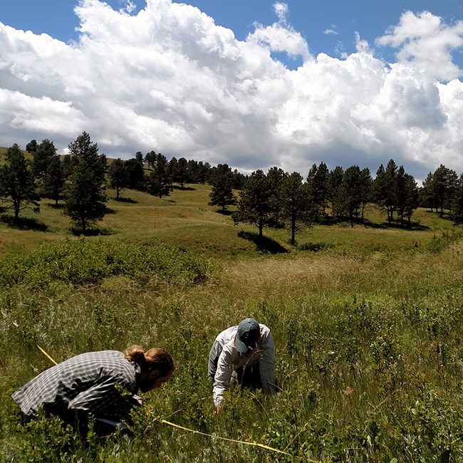 Two biologists crouching in the grassy meadow looking at plants