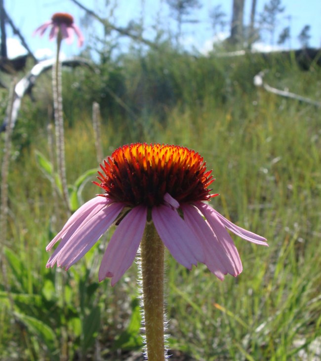 single daisy like flower with purple petals and red dome-like center.