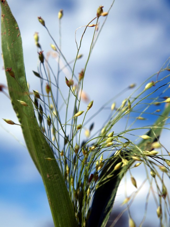 closeup of a plant with tiny oval seeds on many delicate stems