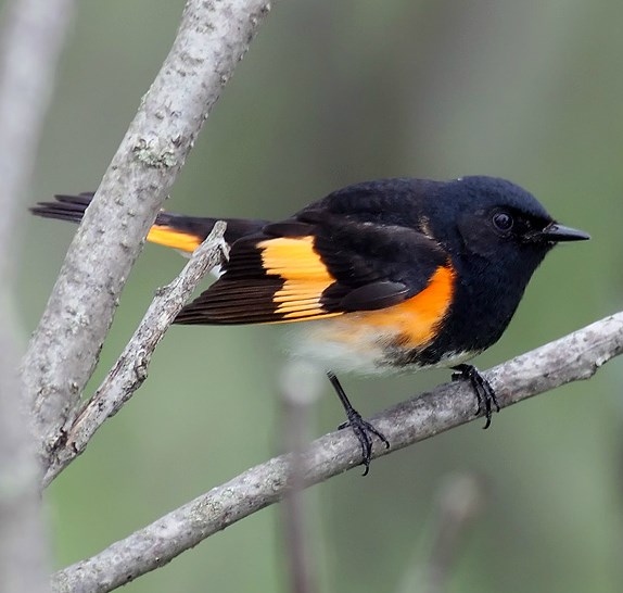 black songbird with vivid orange patches on its wing, sides and under its tail.