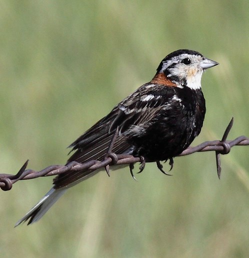 a black bird with white cheeks and chestnut neck sits on a strand of barbed wire