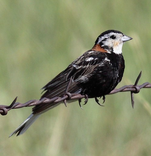 chestnut_collared_longspur_TerrySohl_cropped2 a black bird with white cheeks and chestnut neck sits on a strand of barbed wire