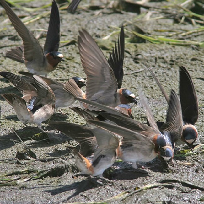 a goup of birds brown and cream bodies and blue heads collect mud with their beaks