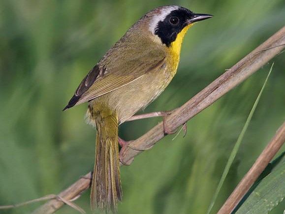 greeny brown song bird with striking black face and yellow chest perches on a thin twig