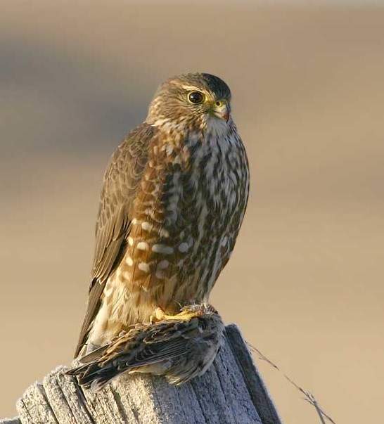 brown mottled bird of prey sitting on a fence post with small bird in its talons