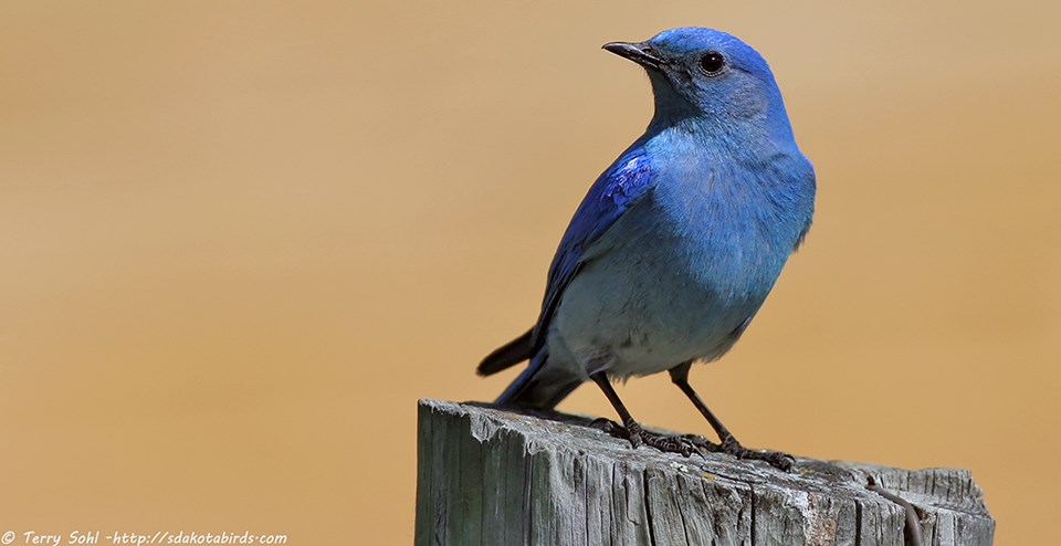 Mountain bluebird standing on a tree stump with its head turned to the side