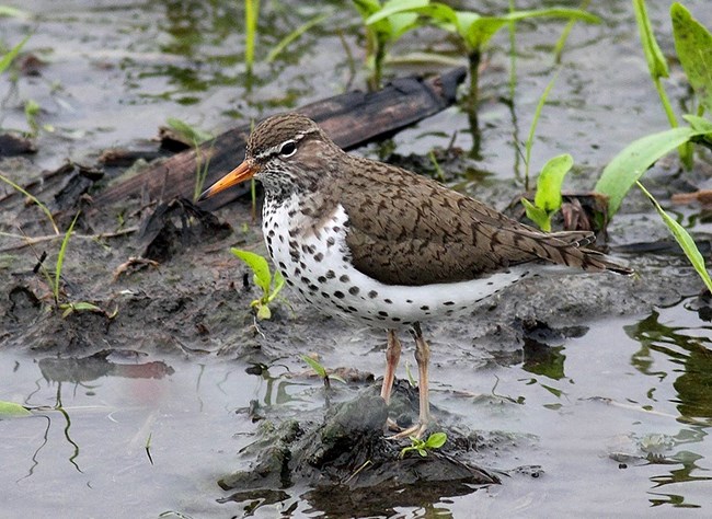 A brown and white spotted bird stands in a shallow wetland pool