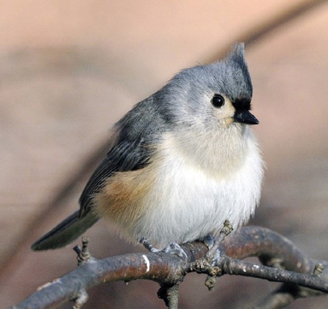 little fluffy songbird with a grey tufted crest sits on a twig