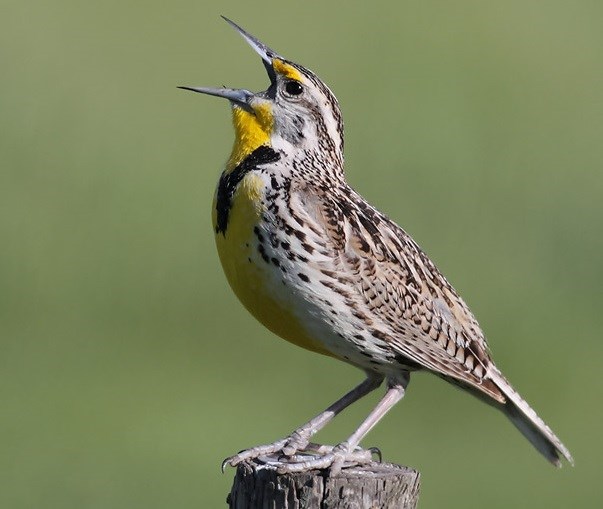 speckled bird with bright yellow throat perches on a fence post, singing