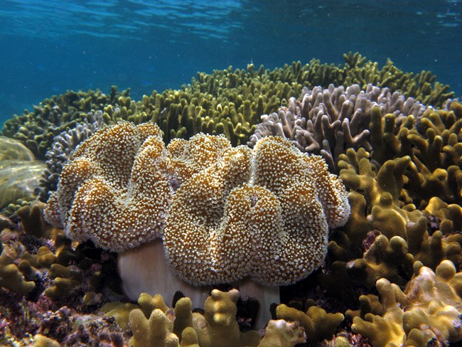 Vibrant coral reef at War in the Pacific National Historical Park.